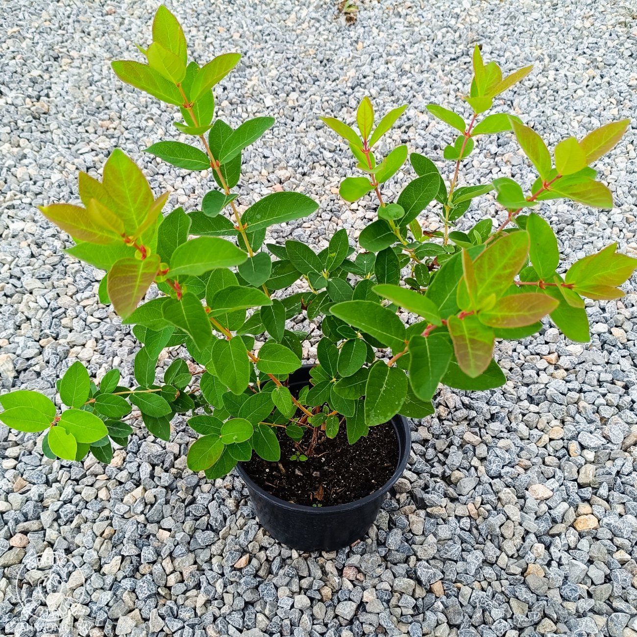 Obrázok Zemolez kamčatský - Kamčatská čučoriedka (Lonicera kamtschatica) ´ZOJKA´ - skorá, výška 40-50 cm, kont. C2L