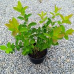 Zemolez kamčatský - Kamčatská čučoriedka (Lonicera kamtschatica) ´ZOJKA´ - skorá, výška 40-50 cm, kont. C2L