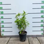 Zimovec včasný (Chimonanthus praecox) - výška 20-30 cm, kont.C3L