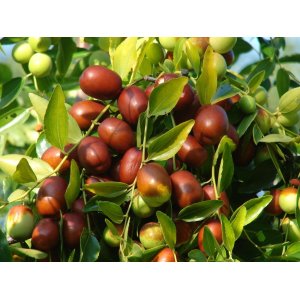 Jujuba - Čínska ďatľa (Ziziphus jujuba) ´DONG ZAO´ - výška 125-150 cm, kont. C25L