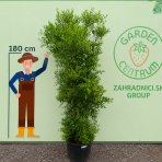 Jujuba čínska (Ziziphus sativa) ‘ABONDANCE’ – výška 250–300 cm, kont. C70L (-20 °C)