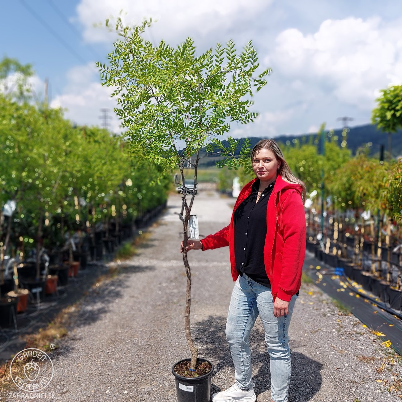 Obrázok Jujuba – čínska datľa (Ziziphus jujuba) ´DONGZAO´ – výška 160–190 cm, kont. C10L, na kmienku