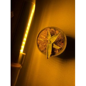 10 W - PROFI LED GROW žiarovka pre všetky rastliny, E27, SUNLIGHT