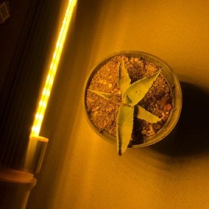 10 W - PROFI LED GROW žiarovka pre všetky rastliny, E27, SUNLIGHT