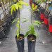 Mangovník (Mangifera indica) ´KENT´  - výška 70-90cm, kont. C4L