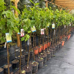 Figovník jedlý (Ficus carica) ´BLANCA GOTA DE MIEL´ - výška 140-160cm, kont. C7.5L (-15°C)