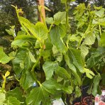 Figovník jedlý (Ficus carica) ´BLANCA GOTA DE MIEL´ - výška 140-160cm, kont. C7.5L (-15°C)
