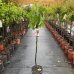 Figovník obyčajný (Ficus carica) ´DALMATIE´  - výška 140-160 cm, kont. C10L (-16°C)
