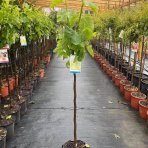 Figovník jedlý (Ficus carica) ´BLANCA GOTA DE MIEL´ - výška 140-160cm, kont. C7.5L (-15°C)