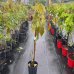 Hruškovec americký (Persea americana) - Avokádo - výška 30-50cm, kont. C4L