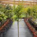Granátovník púnsky (Punica Granatum) ´MOLLAR V.´ - výška 210-240cm, kont. C10L (-15°C) 