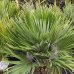 Palmička nízka (Chamaerops humilis) ´VULCANO´ - výška kmeňa 10-20 cm, celková výška 50-80 cm, kont. C15L (-14°C)