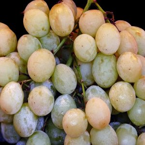 Vinič stolový (Vitis Vinifera) ´BEOGRADSKÁ BEZSEMENNÁ´, koreňový bal