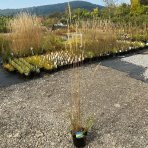 Smlz - Calamagrostis acutiflora ´OVERDAM´ , kont. C2L