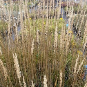 Smlz - Calamagrostis acutiflora ´KARL FOERSTER´, kont.P9