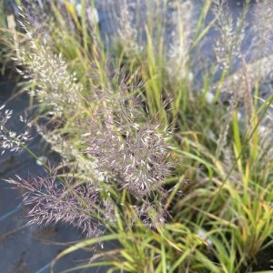 Smlz - Calamagrostis Brachytricha, kont. K9