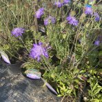 Hlaváč fialový (Scabiosa columbaria) 'BUTTERFLY BLUE', kont. P9