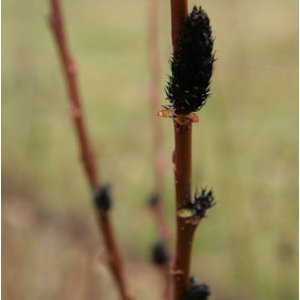 Vŕba čiernokvetá (Salix gracilistyla) ´MELANOSTACHYS´ - výška 90-110cm, kont. C1.5L