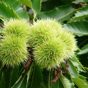 Gaštan jedlý (Castanea Sativa) - výška: 120-180 cm; kont. C6L