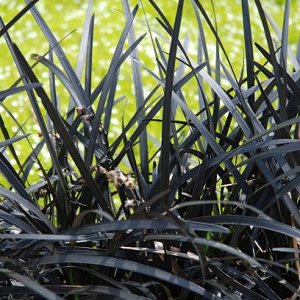 Bradník - Ophiopogon ´NIGER´, kont. C2L