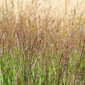 Proso - Panicum ´SHENANDOAH´, kont. C2L