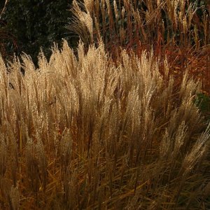 Ozdobnica čínska - Miscanthus sinensis ´GRACIELA´, kont. C2L