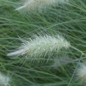 Perovec - Pennisetum ´LITTLE BUNNY´, kont. P9