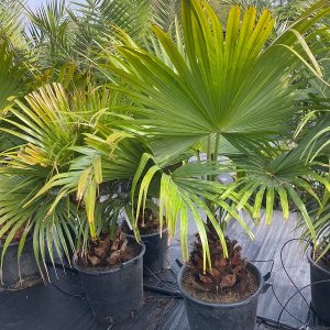 Livistona čínska (Livistona Chinensis) - výška kmeňa 20-30 cm, celková výška 80-100 cm, kont. C35L ( -4/-9°C)