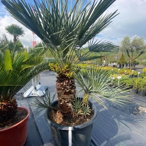 Chamaerops Humilis ´CERIFERA´ ( -17°C) - výška 80-100cm - 4 palmy v jednom kvetináči