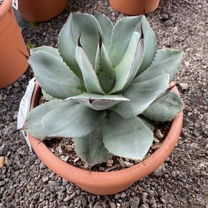 Agáve (Agave) ´PARRYI´ - výška 15-25 cm, ⌀ 25-35 cm, kont. C12L (-23°C)