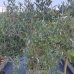 Olivovník európsky (Olea europaea) (-12°C) - obvod kmeňa 8/10 cm, výška 140-170 cm, kont. C45L 