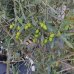 Olivovník európsky (Olea europaea) (-12°C) - obvod kmeňa 8/10 cm, výška 140-170 cm, kont. C45L 