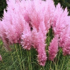 Kortadéria Pampová - Cortaderia selloana ´ROSEA´, kont. C1L