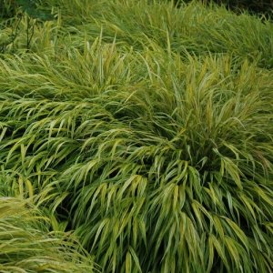 Rákosovka - Hakonechloa macra 'AUREOLA', kont.P9