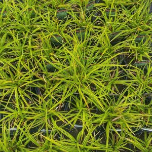 Ostrica japonská - Carex morrowii ´ICE DANCE´, kont. C2L