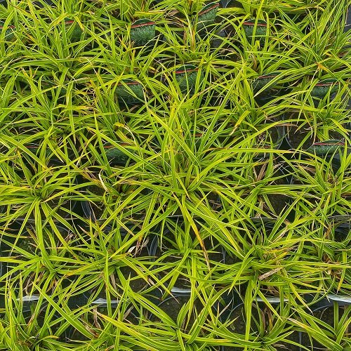 Ostrica japonská - Carex morrowii ´ICE DANCE´, kont. P9