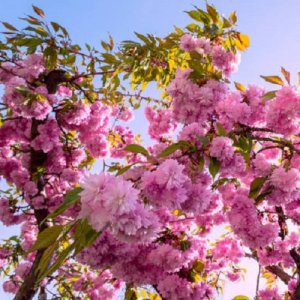 Sakura ozdobná (Prunus serrulata) ´KANZAN´ - výška 200-250 cm, kont. C7.5L