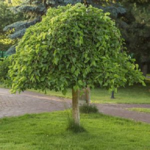 Moruša biela (Morus alba) ´ALBA PENDULA´ - ČIERNOPLODÁ - výška 110-130 cm, kont. C5L