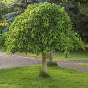 Moruša biela (Morus alba) ´ALBA PENDULA´ - ČIERNOPLODÁ - výška 100-150 cm, kont. C7.5L