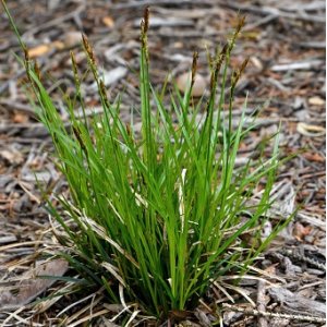 Ostrica - Carex brunnea ´RACING GREEN´, kont. C2L