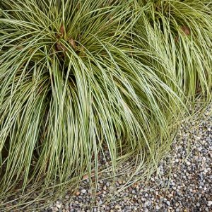 Ostrica - Carex brunnea ´JENNEKE´, kont. C2L