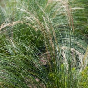 Metlica trsnatá - Deschampsia cespitosa, kont. P9