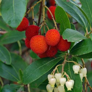 Jahodovec obyčajný (Arbutus unedo-Litchi) 90-130 cm, kont. C3L