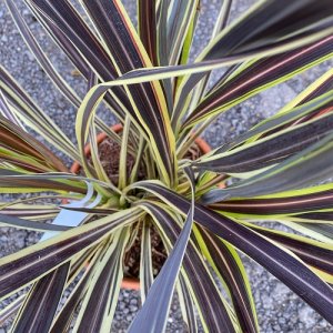 Cordyline Banksii ´ELECTRIC FLASH´, výška: 50-70 cm, C7L (-12°C)