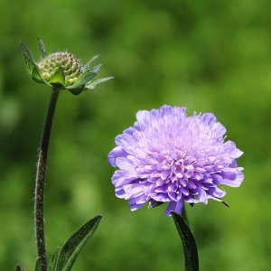 Hlaváč - Scabiosa columbaria 'BUTTERFLY BLUE', kont. C2L
