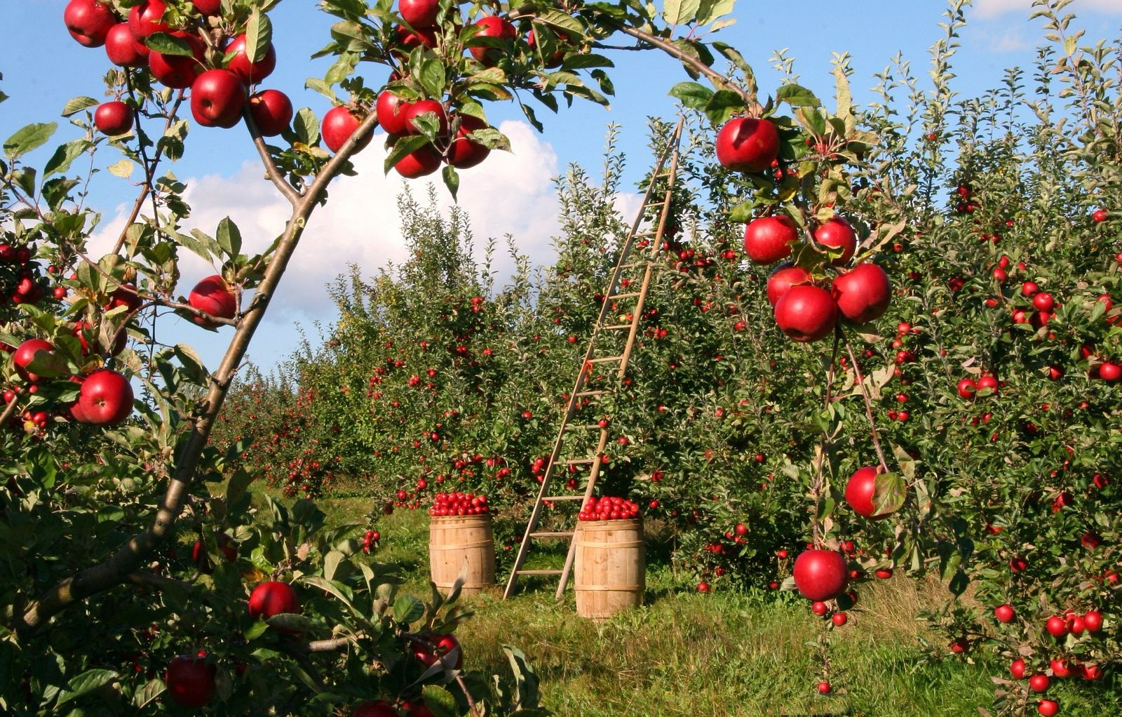 Jabloňový sad s dozretými červenými jablkami